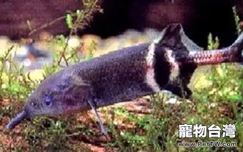 象鼻魚的外形特點(1圖)-寵物台灣