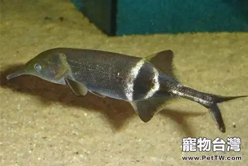 象鼻魚的飼養環境