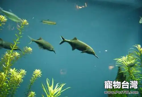 象鼻魚的餵食要點(1圖)-寵物台灣