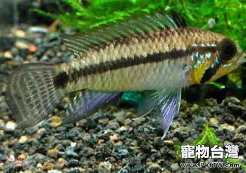 小丑短鯛的飼養環境(1圖)-寵物台灣
