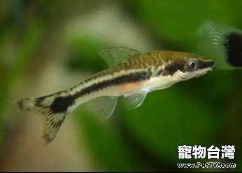 小精靈魚的品種簡介