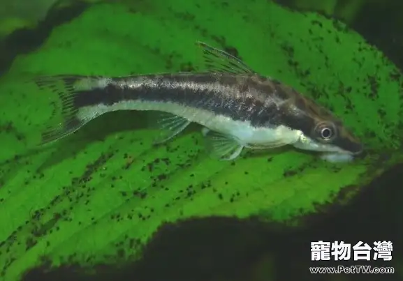 小精靈魚的飼養環境(1圖)-寵物台灣