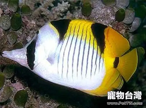 斜紋蝴蝶魚的品種簡介