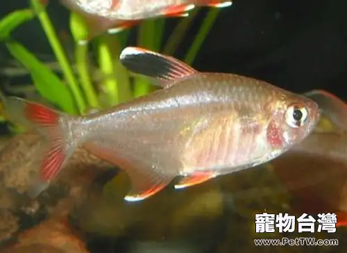 新大鉤扯旗的外形特點(1圖)-寵物台灣
