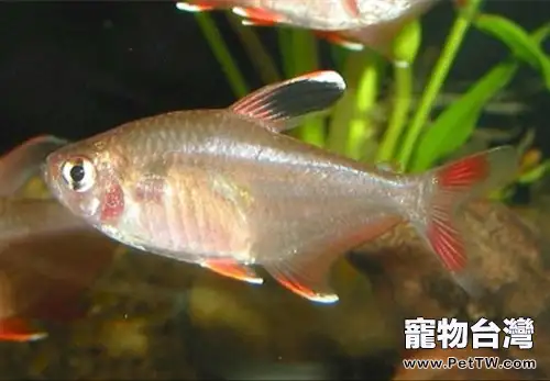 新大鉤扯旗的飼養環境(1圖)-寵物台灣