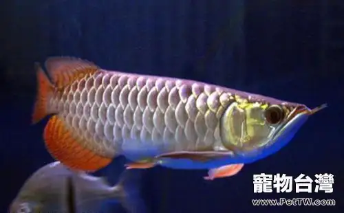 星點龍魚的品種簡介(1圖)-寵物台灣