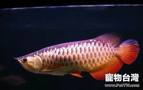 星點龍魚的外形特點