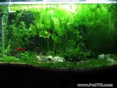 如何栽培球莖類水草(1圖)-寵物台灣