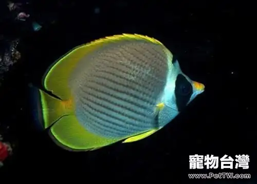 熊貓蝶的外形特點(1圖)-寵物台灣