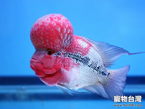 羅漢魚吃哪些東西比較好(1圖)-寵物台灣