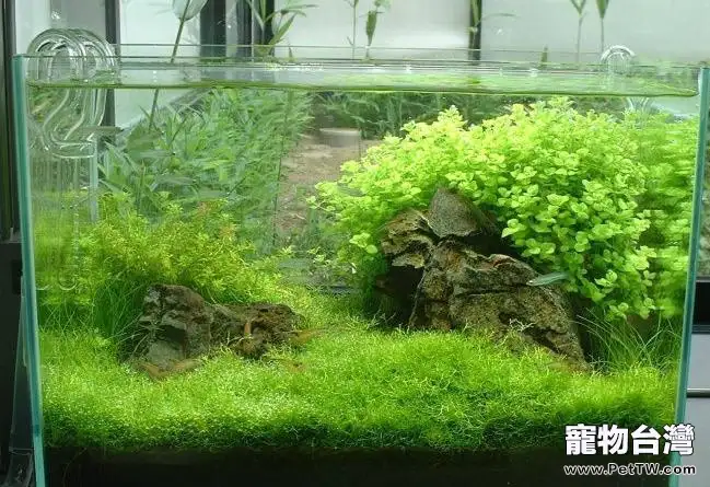 水族箱過濾設備應該具備三種功能