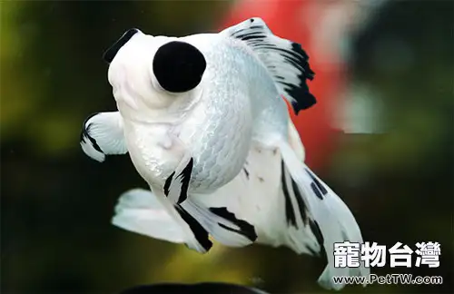 熊貓金魚的品種簡介