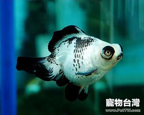熊貓金魚的外形特點