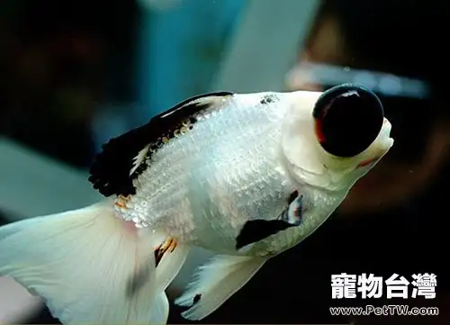 熊貓金魚的飼養環境