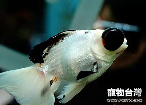 熊貓金魚的飼養環境(1圖)-寵物台灣