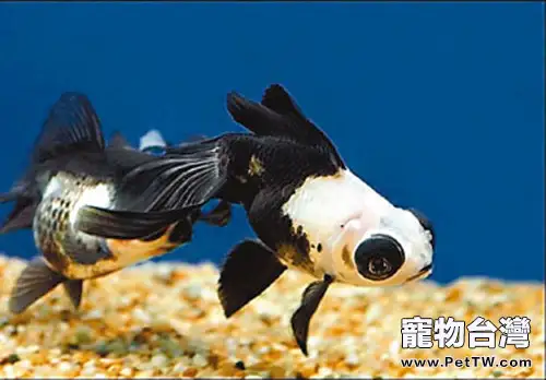 熊貓金魚的餵食要點