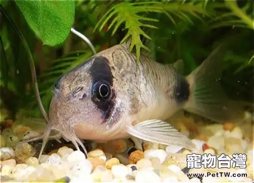 熊貓鼠的品種簡介(1圖)-寵物台灣