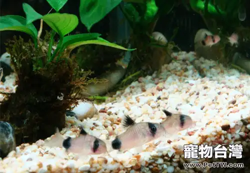 熊貓鼠的外形特點(1圖)-寵物台灣