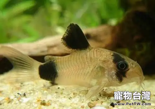 熊貓鼠的飼養環境(1圖)-寵物台灣