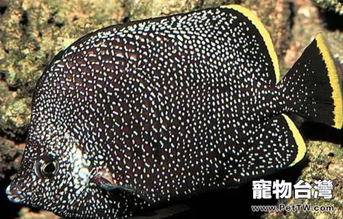 繡蝴蝶魚的品種簡介
