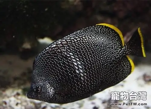 繡蝴蝶魚的飼養環境