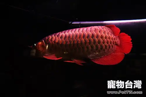 血紅龍的品種簡介(1圖)-寵物台灣