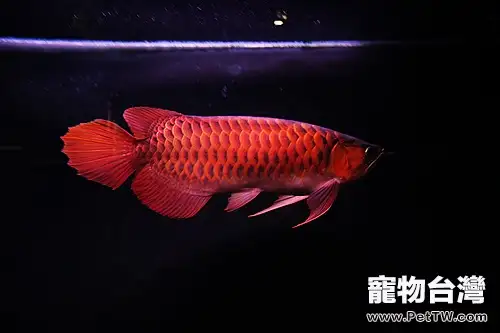 血紅龍的飼養環境