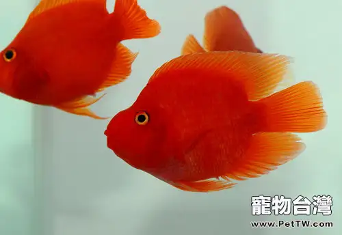 血鸚鵡的餵食要點(1圖)-寵物台灣