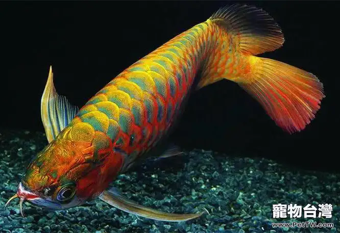 亞洲龍魚的品種簡介(1圖)-寵物台灣