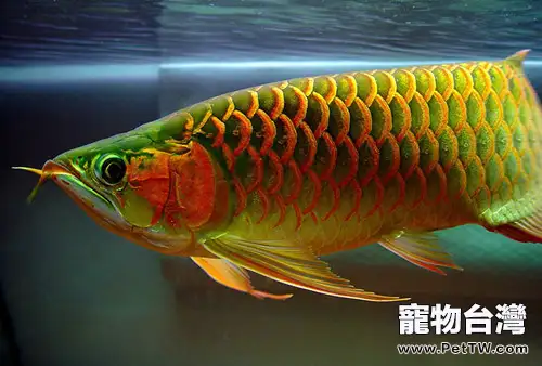 亞洲龍魚的飼養環境