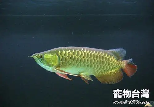 亞洲龍魚的餵食要點(1圖)-寵物台灣