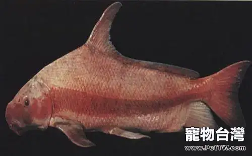 胭脂魚的品種簡介