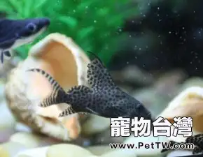 關於反游貓魚的資料簡介(1圖)-寵物台灣