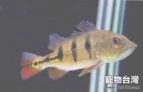 眼斑鯛的飼養環境(1圖)-寵物台灣