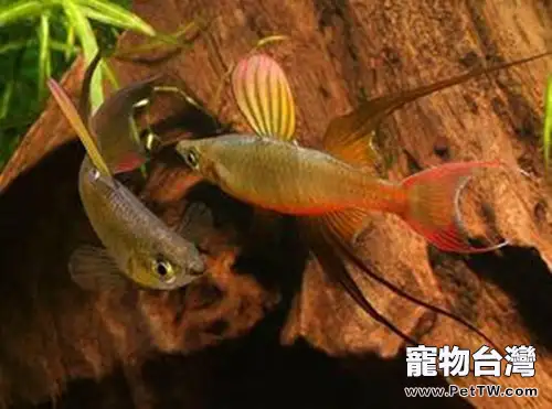 燕子美人的外形特點(1圖)-寵物台灣