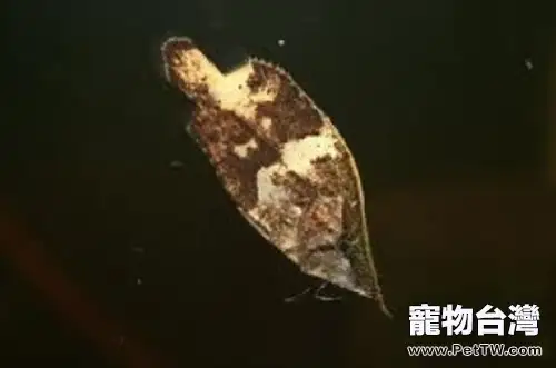 葉形魚的品種簡介(1圖)-寵物台灣