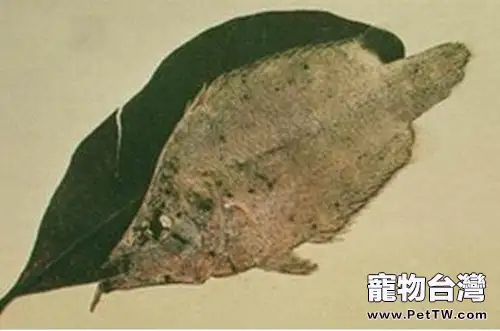 葉形魚的外形特點(1圖)-寵物台灣