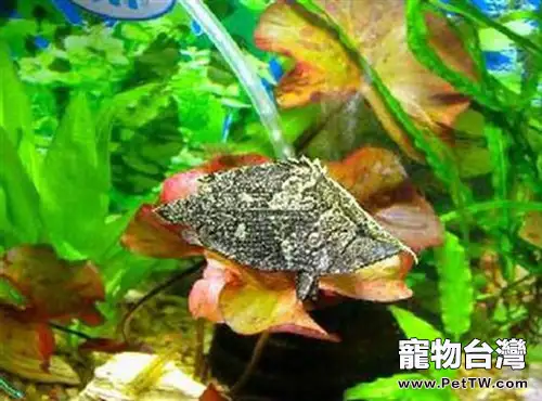 葉形魚的飼養環境