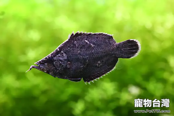 葉形魚的餵食要點(1圖)-寵物台灣