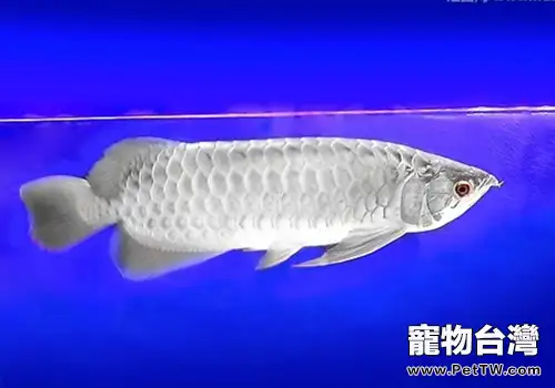 雙鬚骨舌魚(銀龍魚)的品種簡介(1圖)-寵物台灣