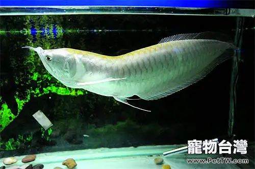 雙鬚骨舌魚（銀龍魚）的外形特點