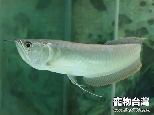 雙鬚骨舌魚（銀龍魚）的飼養環境