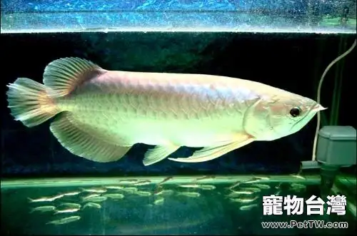 雙鬚骨舌魚（銀龍魚）的餵食要點