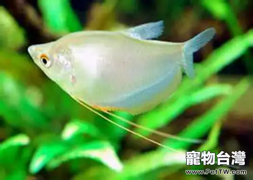 銀曼龍的品種簡介(1圖)-寵物台灣