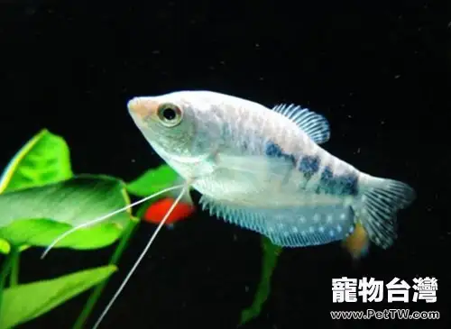 銀曼龍的飼養環境