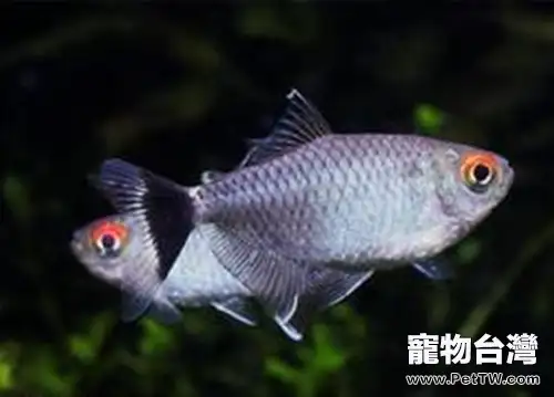 銀屏燈魚的品種簡介
