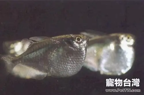 銀燕子燈魚的品種簡介