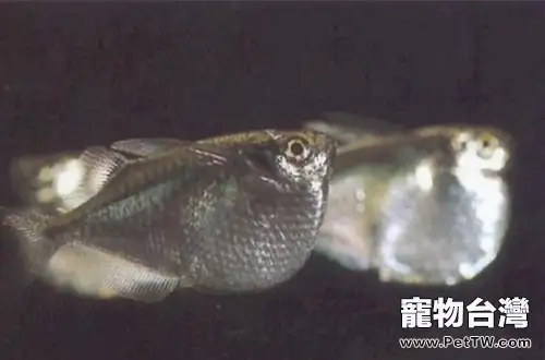 銀燕子燈魚的品種簡介(1圖)-寵物台灣