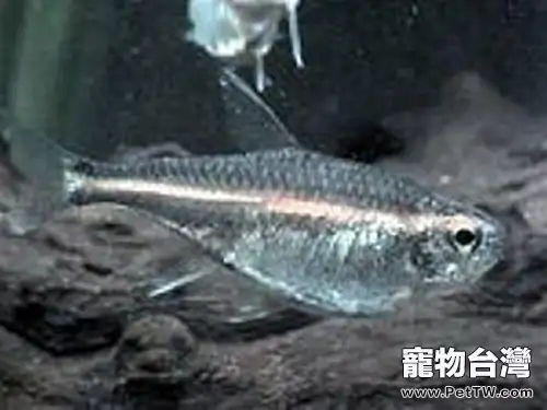 銀燕子燈魚的外形特點