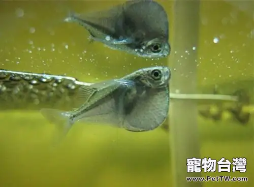 銀燕子燈魚的飼養環境